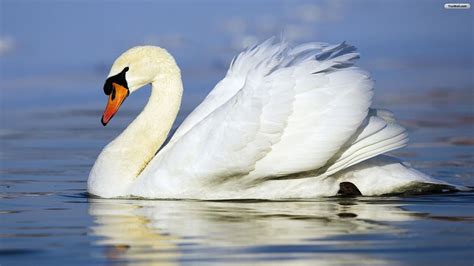 the swan 